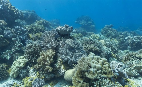What's the future for corals under climate change projections? - Carbon ...