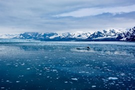 Sea ice off the coast of Alaska, US