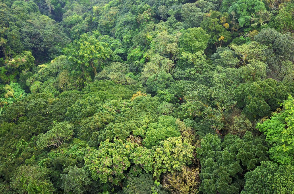 rainforest-trees-canopy-guatemala-central-america | Carbon Brief