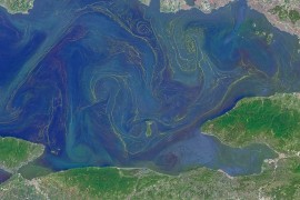 Phytoplankton blooms in the Sea of Marmara.