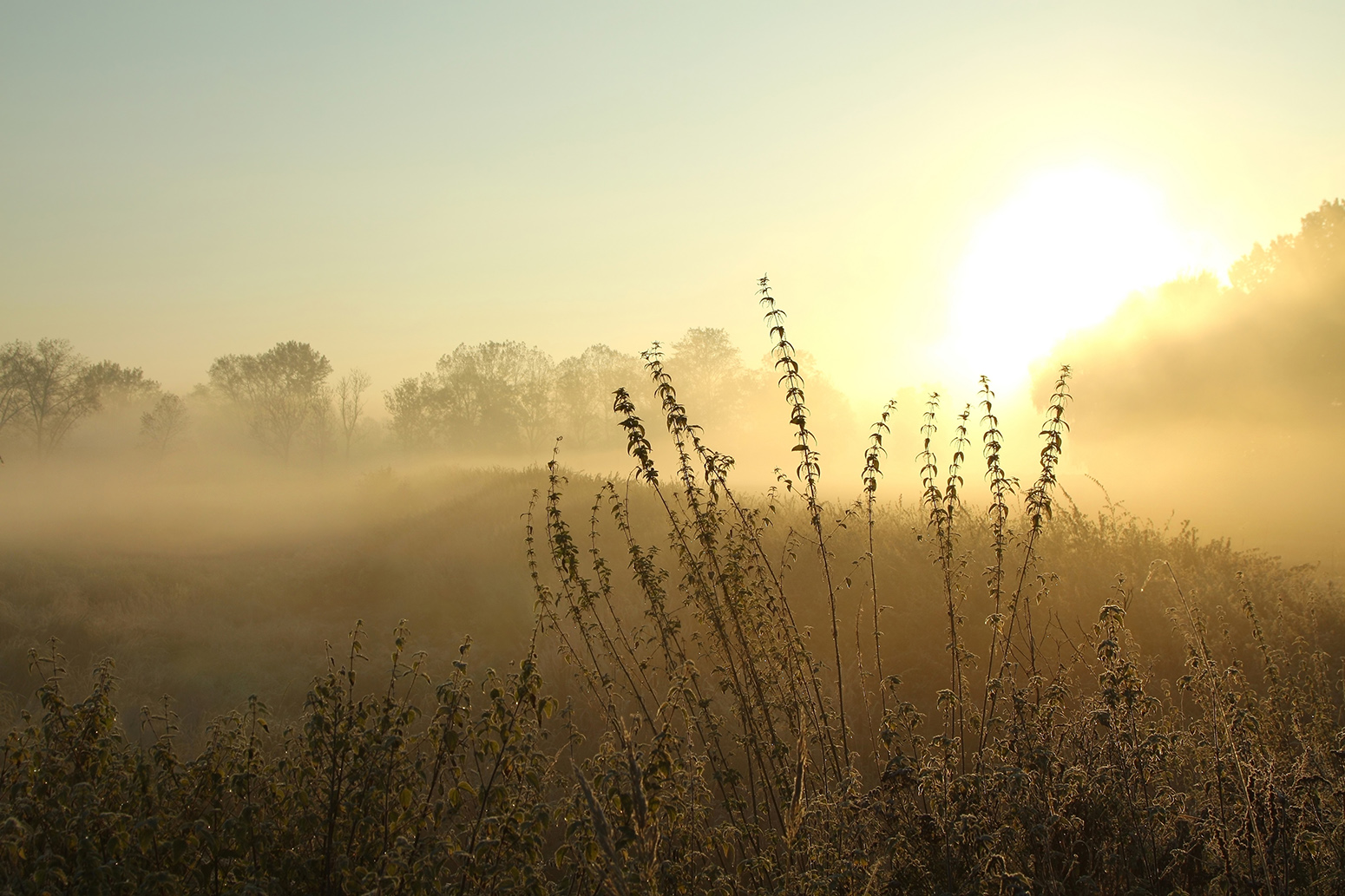 Stock plants meadow sunrise | Carbon Brief