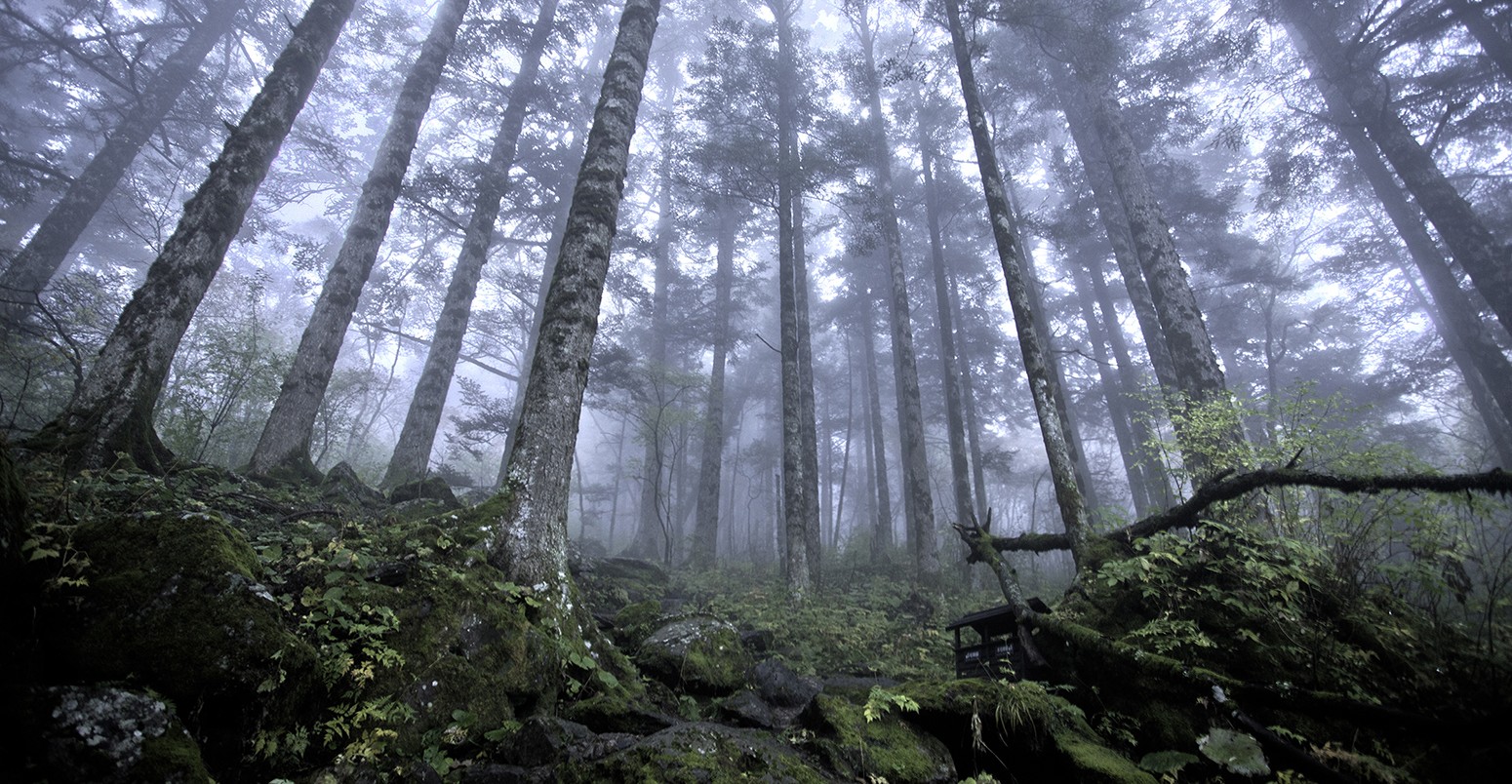 Shennongjia Forestry District, Hubei, China