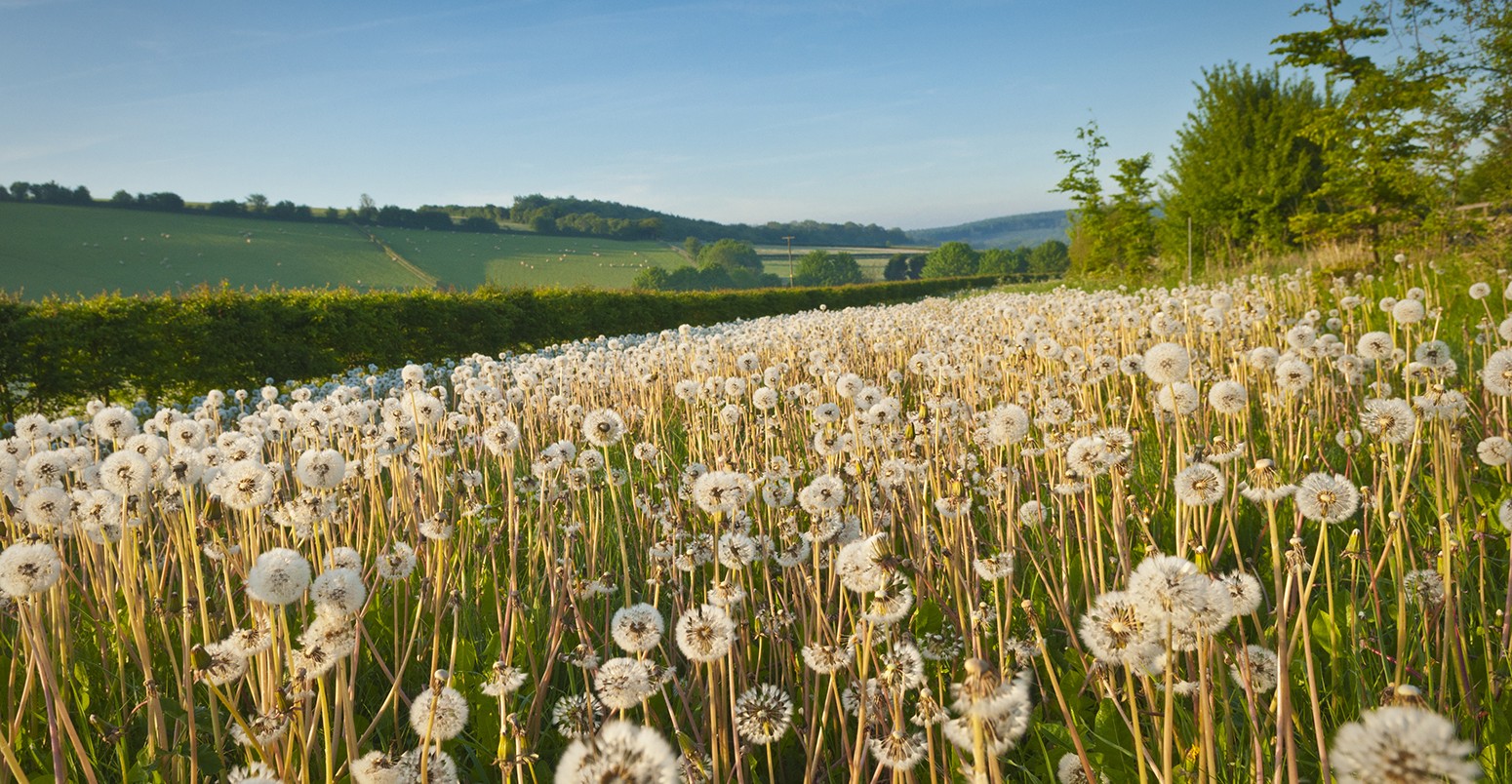 Dandelion field and idyllic rural farmland in the distance