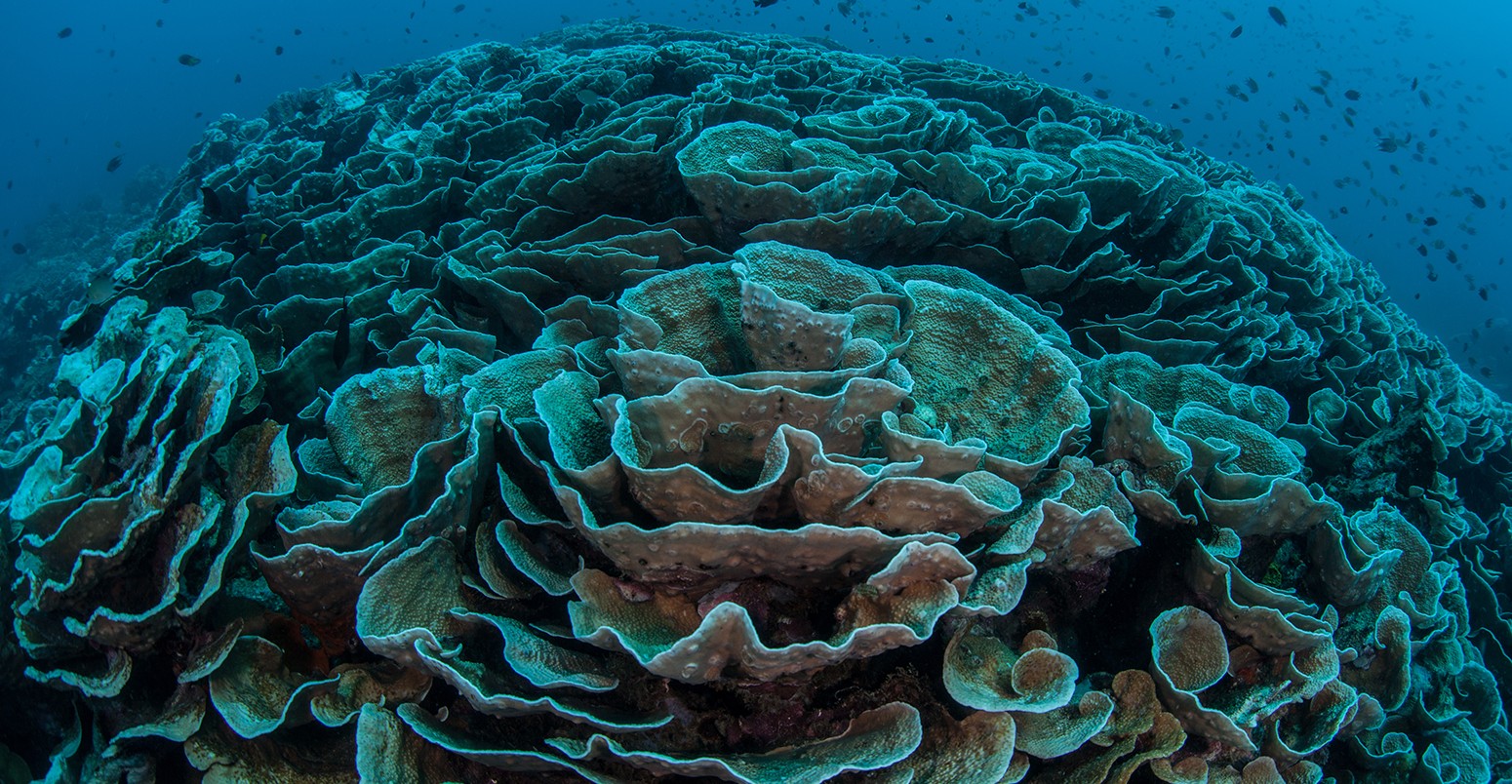 Warm sea surface temperatures have caused foliose corals in the western Pacific to begin to bleach