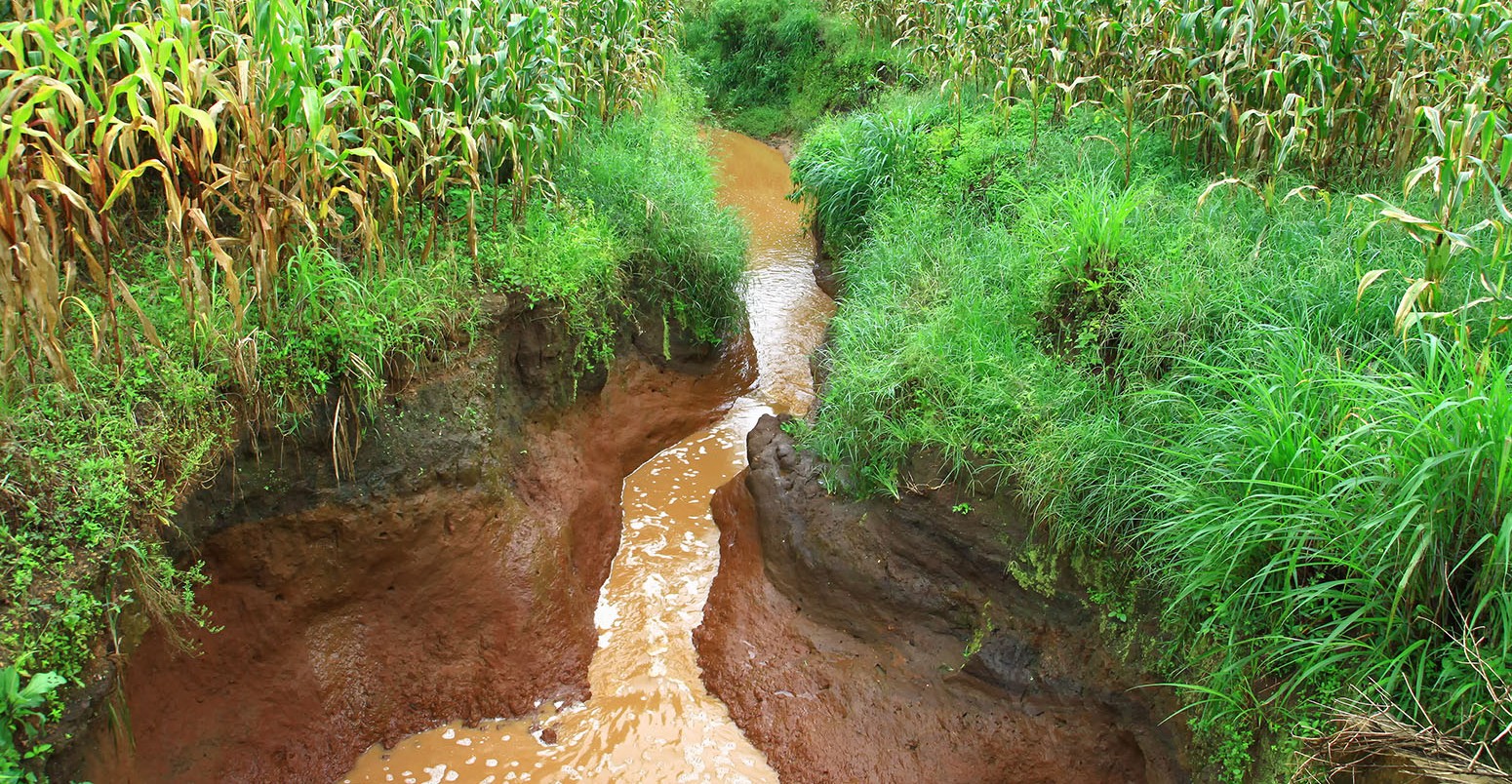 Soil erosion through a field of maize