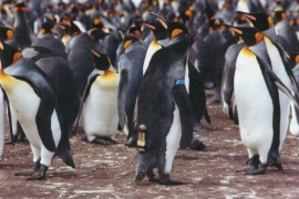 King penguin fitted with an Argos transmitter. Credit: C.A. Bost