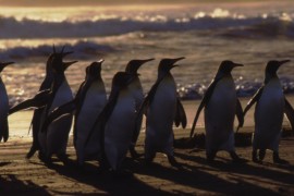 King Penguins at dusk. Credit: C.A. Bost.