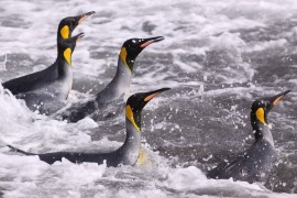 King penguins back from the foraging trip. Credit: T. Powolny