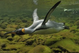 King penguins diving. Credit: Antoine Joris