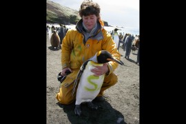 An instrumented king penguin ready to go out to sea. Credit: M. H. Burle