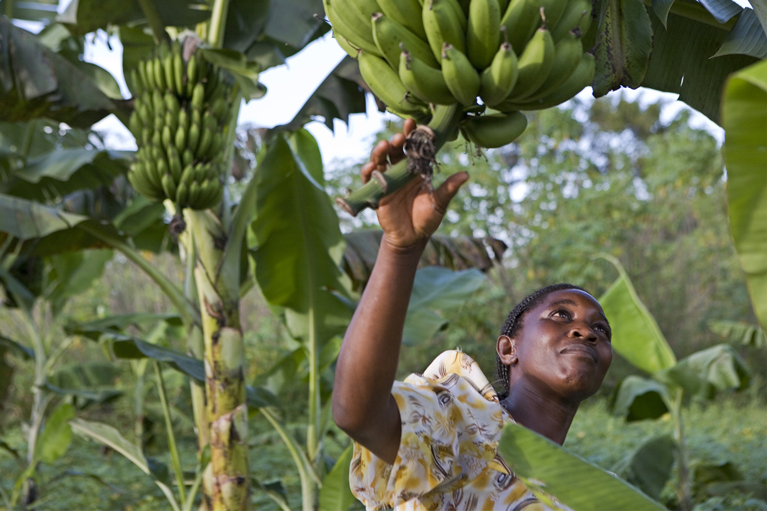 climate-change-threatens-staple-crops-in-africa-study-says-carbon-brief