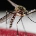 Aedes aegypti mosquito in San Jose, Costa Rica.