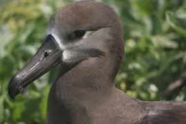 Blackfooted albaross. Credit: Lesley Thorne.