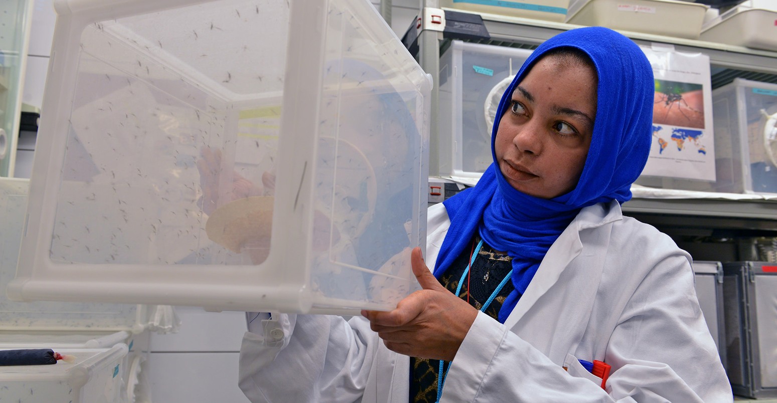 A scientist studies the mosquitos that transmit the Zika virus.