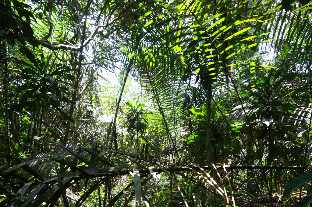 Guest post: World’s intact tropical forests reached ‘peak carbon uptake ...