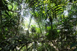 Congo basin peatland