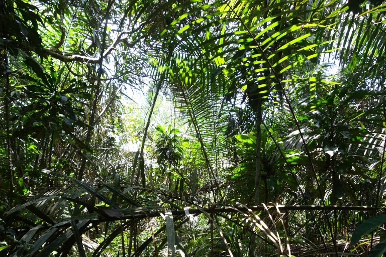 Guest post: World’s intact tropical forests reached ‘peak carbon uptake ...