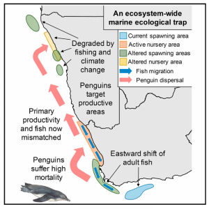 Climate change and fishing lay ‘ecological trap’ for African penguins ...