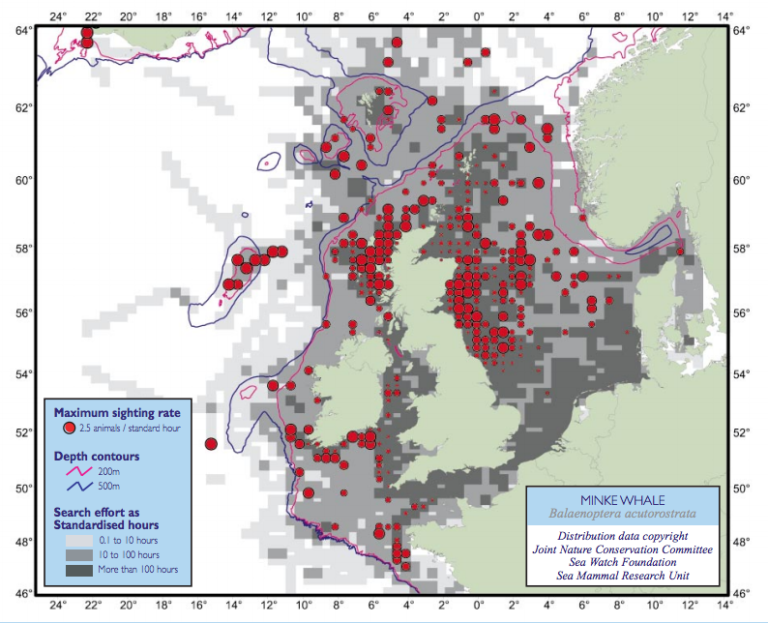 Factcheck: Whale strandings and offshore windfarms - Carbon Brief