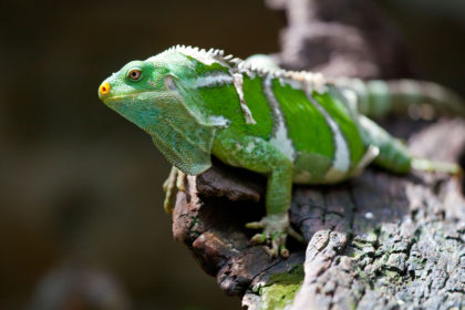 Rising seas threaten scores of species on Pacific islands with ...