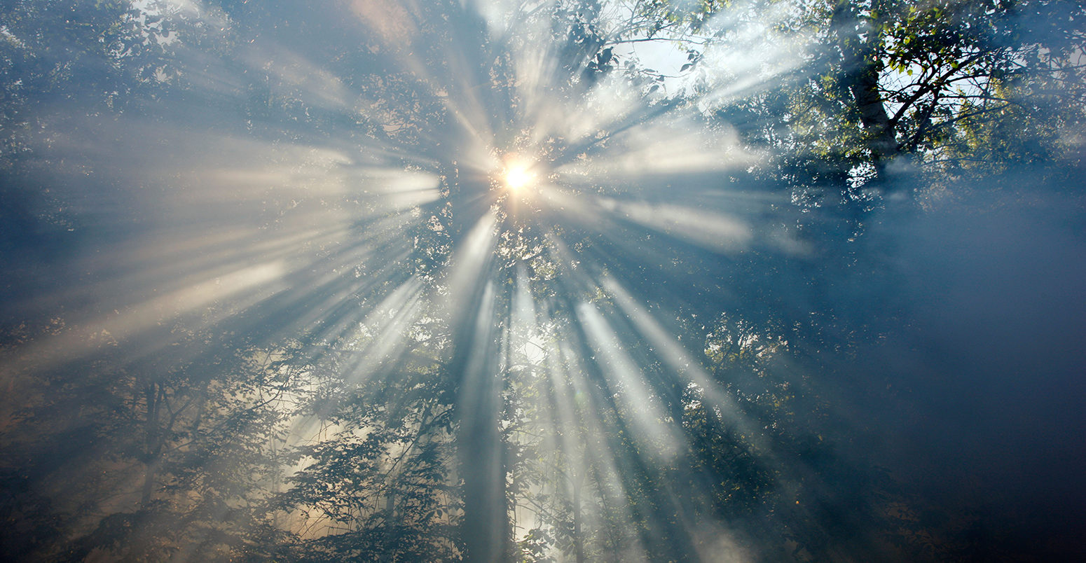 BP206G Smoke in a forest, sun comes slowly through the fume, 2010