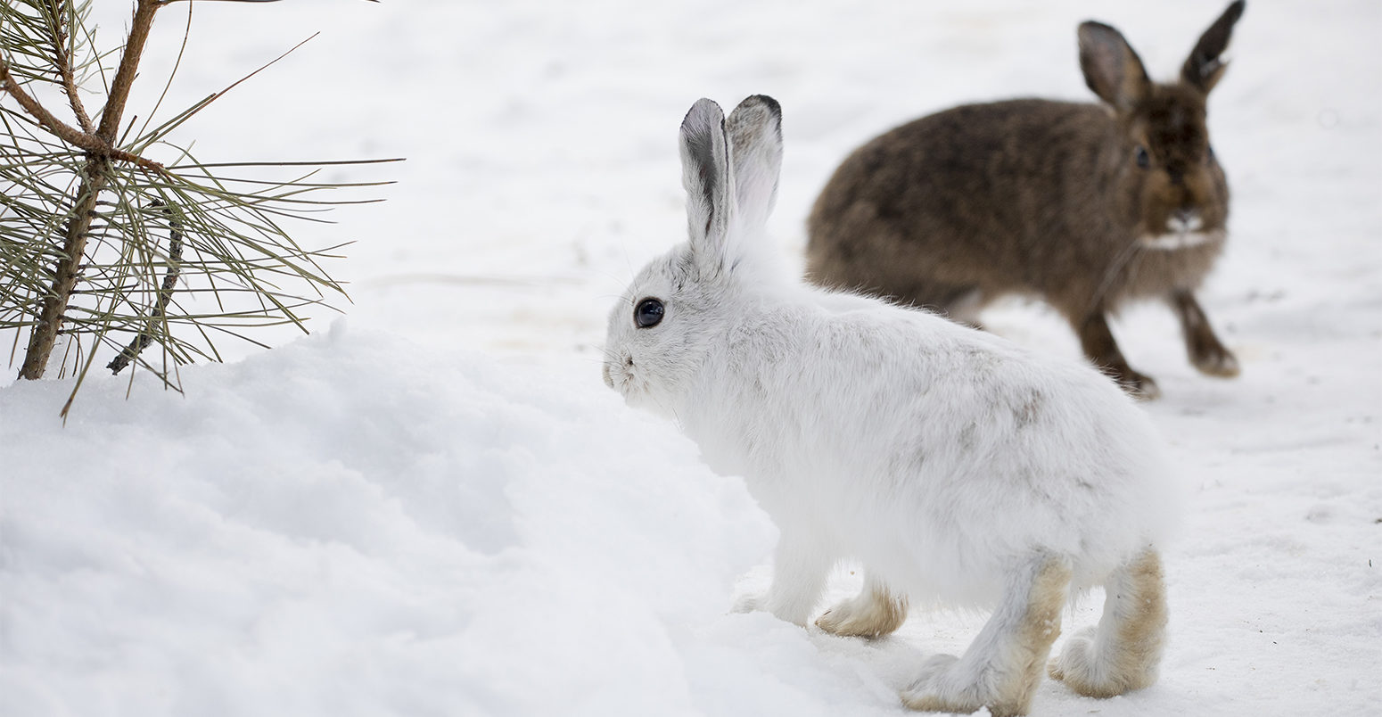 Animals with white winter camouflage could struggle to adapt to climate  change - Carbon Brief