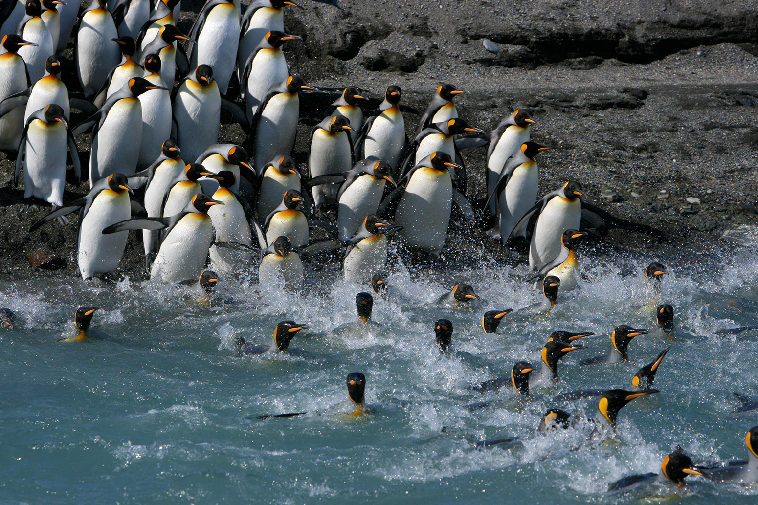 King Penguin on Macquarie Island., King Penguin in front of…