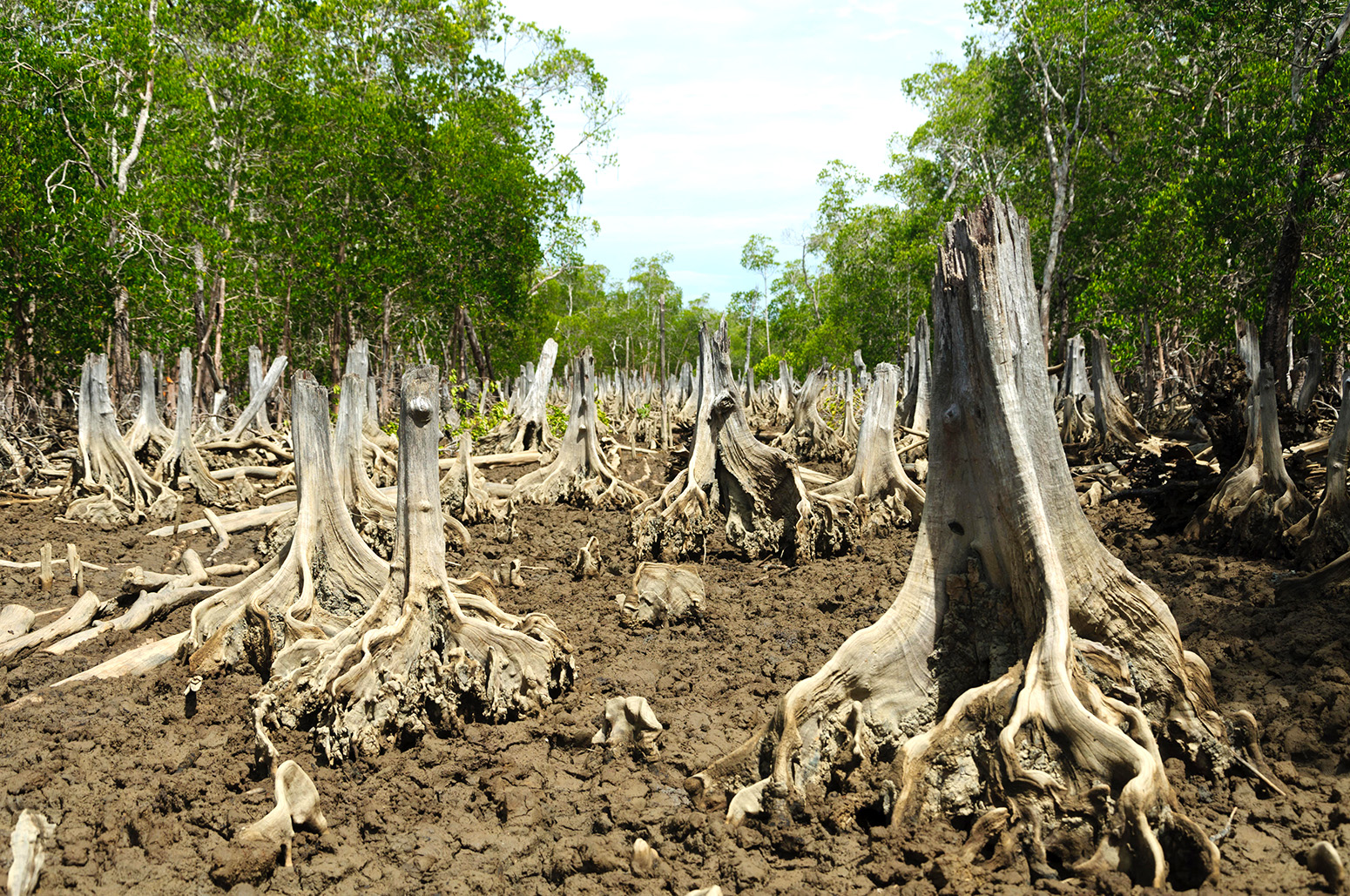 Mangrove Deforestation Emits As Much Co2 As Myanmar Each Year Carbon Brief