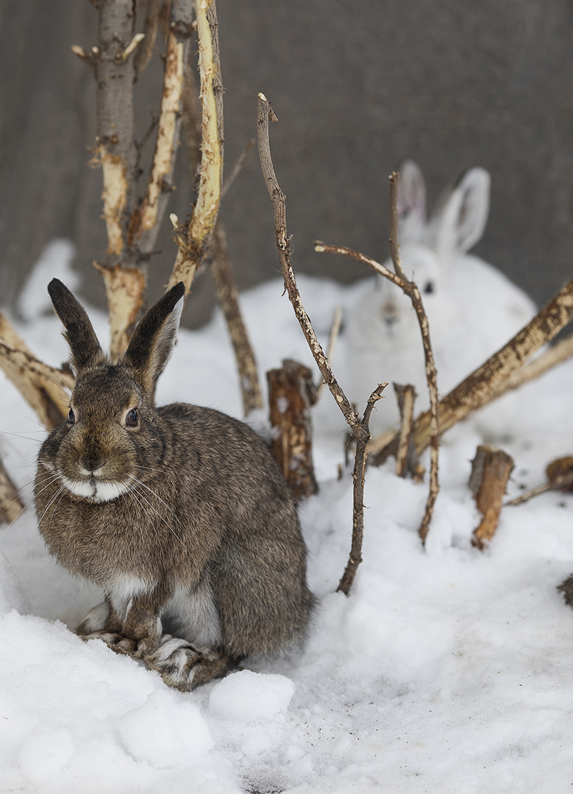 animals that camouflage in snow