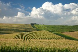 Corn and soybean fields in Minnesota. Credit: Daniel Thornberg / Alamy Stock Photo K25MCB