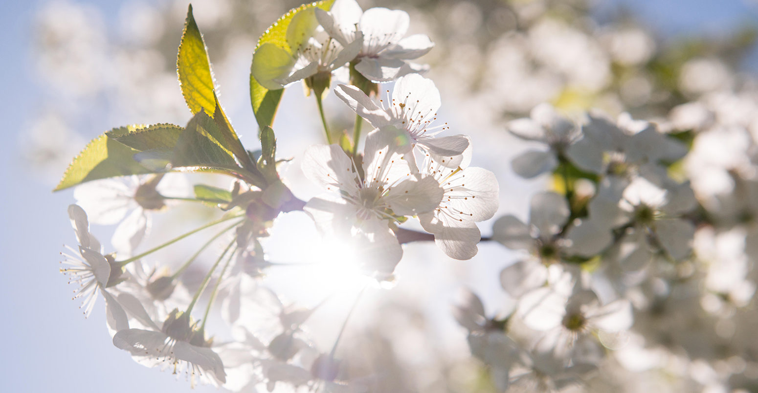 MF17A5 Detail of blossoming cherry flowers with sun in background.