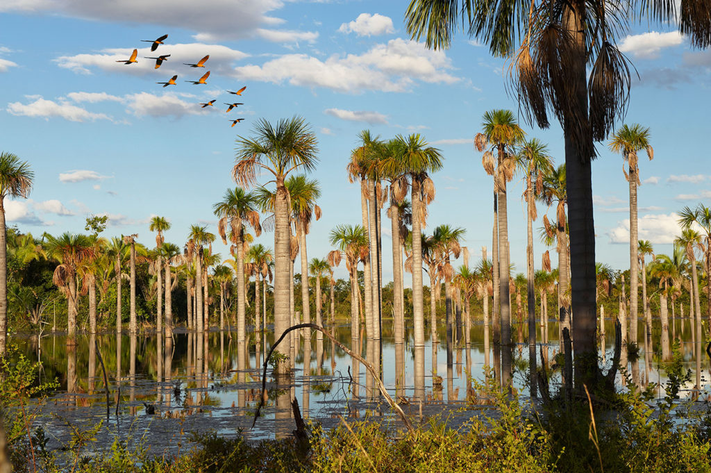 BG8P8Y wetlands with palms at Amazon forest and flying BLUE-AND-YELLOW MACAWS, NOBRES, Bom Jardim, MATO GROSSO, Brasil, South America