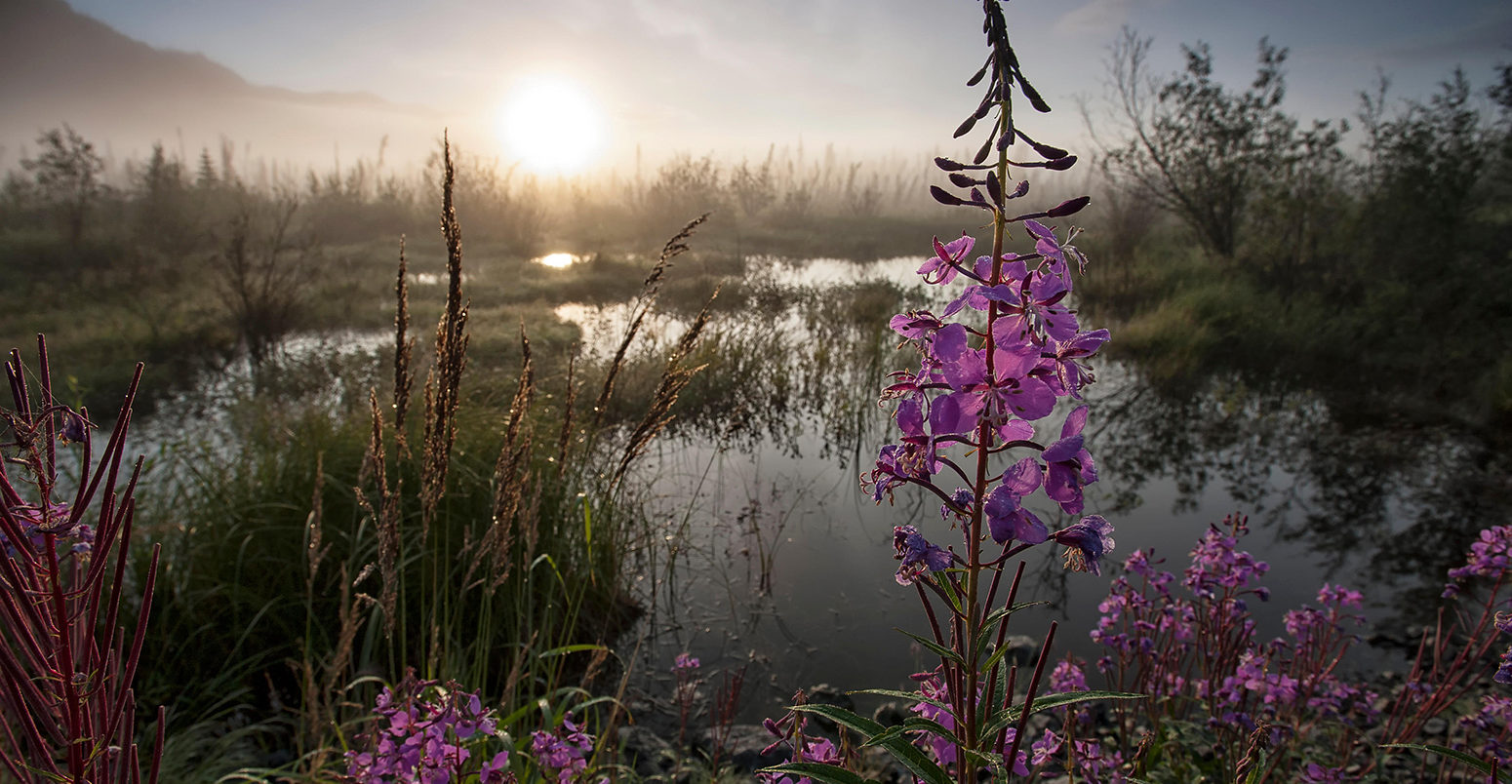 JEXGWY Landscape images from the Wind River, a tributary of the Main Peel River. Wetlands of the Peel Watershed are critical for waterfowl and numerous animals, and the boreal forest of the Peel is critical as a carbon sink in the age of climate change