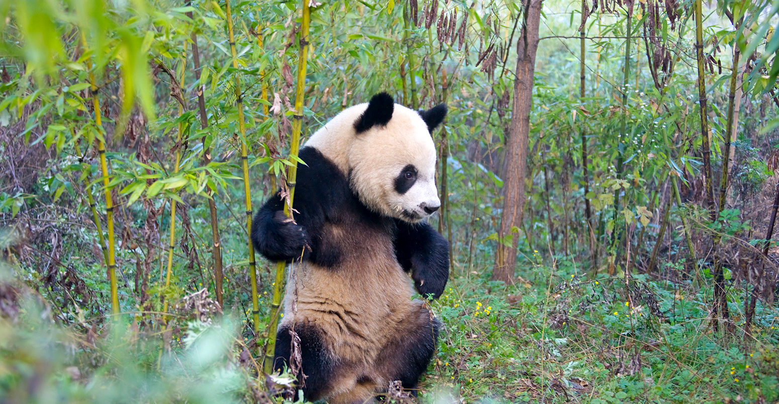 panda bear habitat