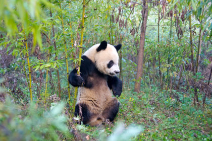 Giant Panda cub in the forest, Qinling, Shaanxi, China. Credit: Keren Su/China Span / Alamy Stock Photo. BR5YCF