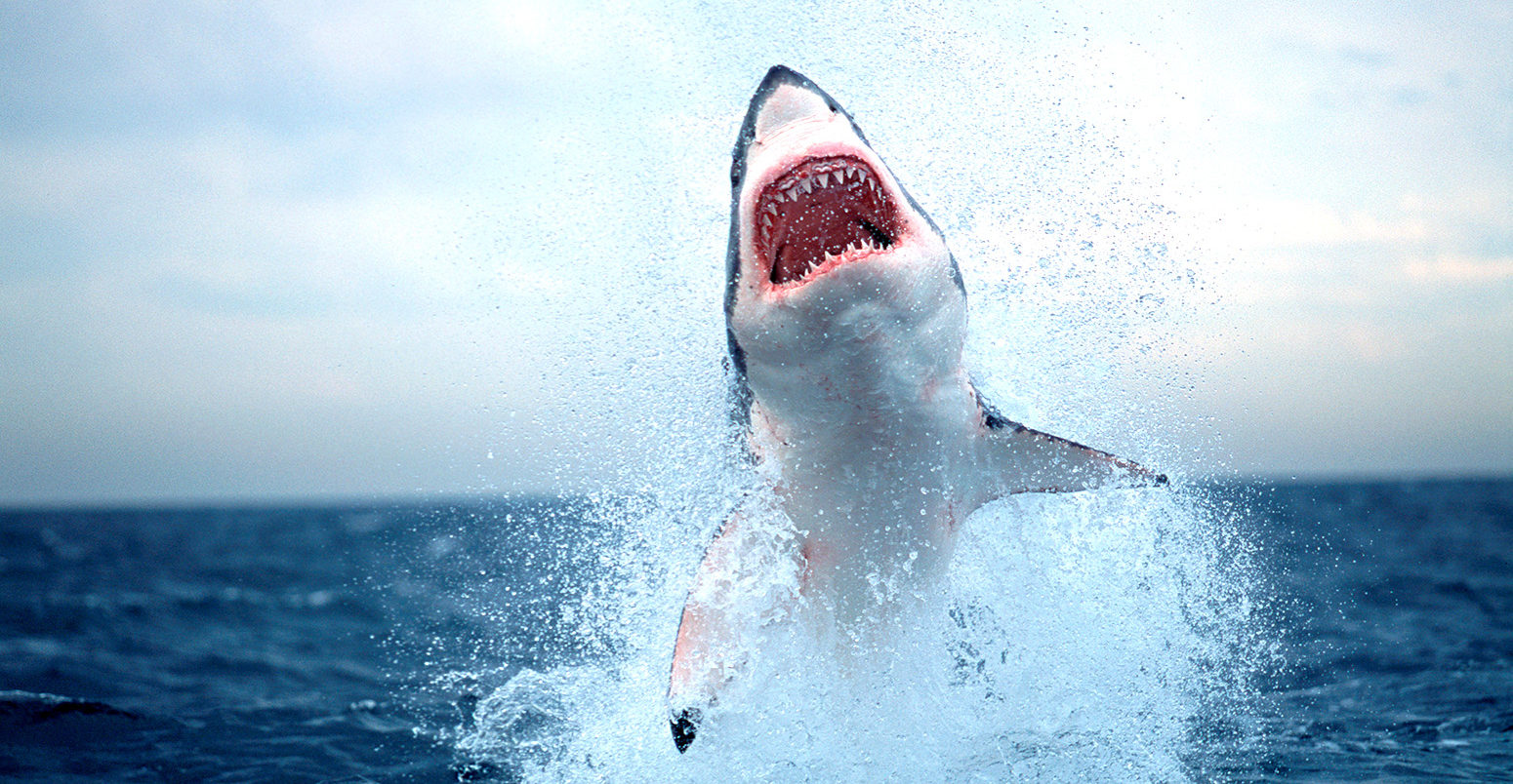 Great white shark breaching on seal decoy, False Bay, South Africa. Credit: Nature Picture Library / Alamy Stock Photo. F13YX6