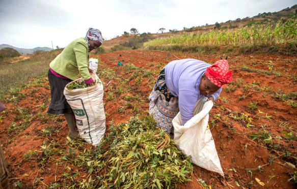 Harvesting yam plants in the Hhohho region of Swaziland, Africa. Credit: Edwin Remsberg / Alamy Stock Photo. FDHF9B