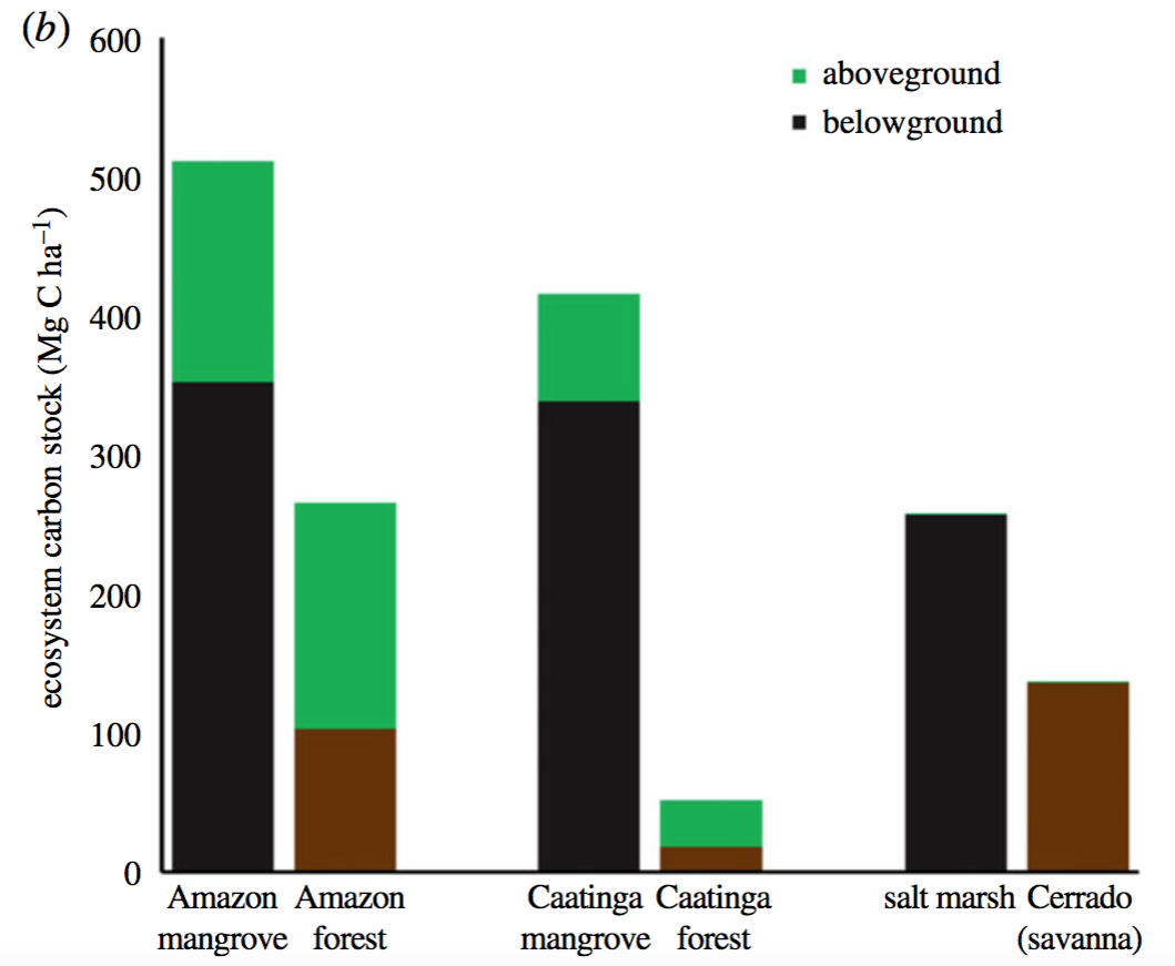 Amazon Mangroves twice As Carbon Rich As Its Rainforests