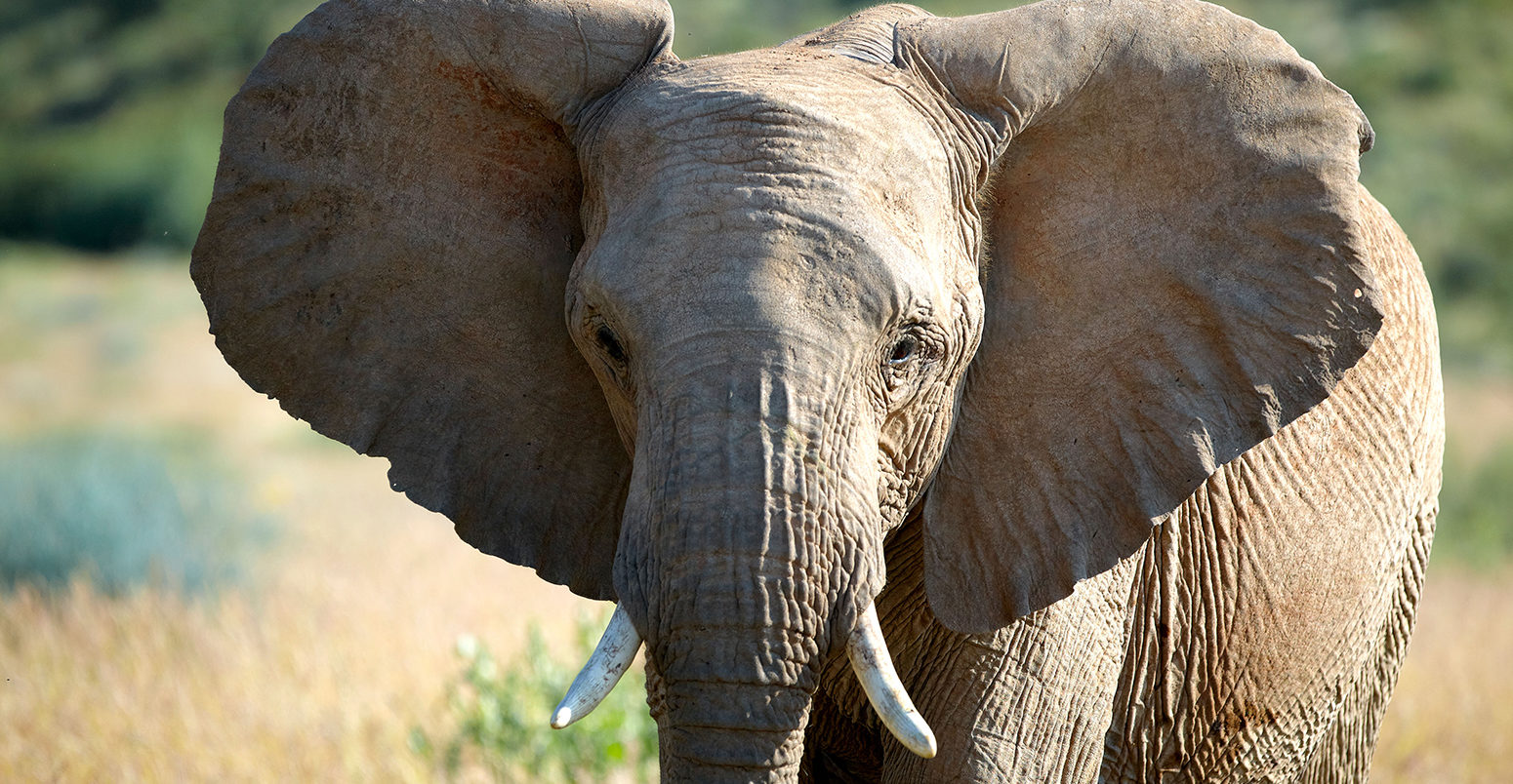 BJKC5T African Forest Elephant (Loxodonta cyclotis), Damaraland, Namibia, Africa