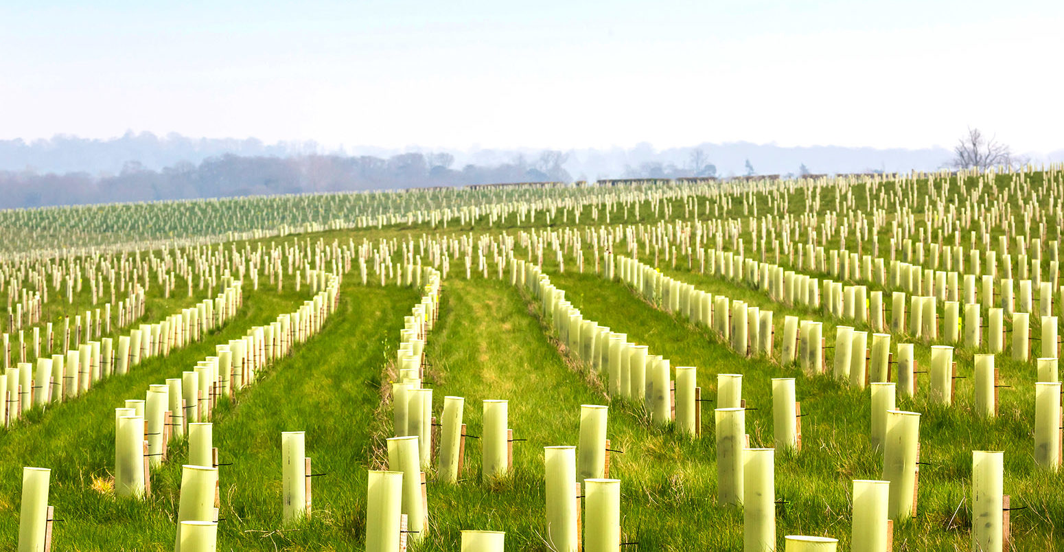 A tree planting scheme in the National Forest. Credit: Bill Allsopp / Alamy Stock Photo. M5YF1P