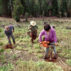 DD619X Reforestation, workers planting Ponderosa Pine seedlings