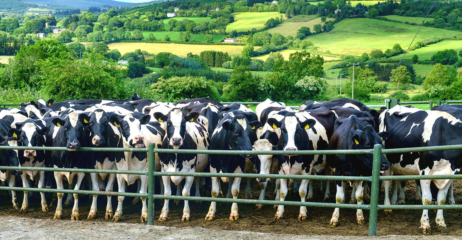 Cattle amongst rolling hills, UK. Credit: Peter Cavanagh / Alamy Stock Photo. F0X3FN