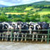 Cattle amongst rolling hills, UK. Credit: Peter Cavanagh / Alamy Stock Photo. F0X3FN