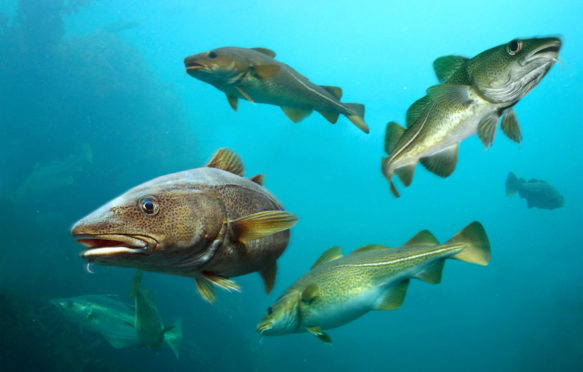 Atlantic cod swimming off Rockall, UK. Credit: Paulo Oliveira / Alamy Stock Photo. RB1DGJ