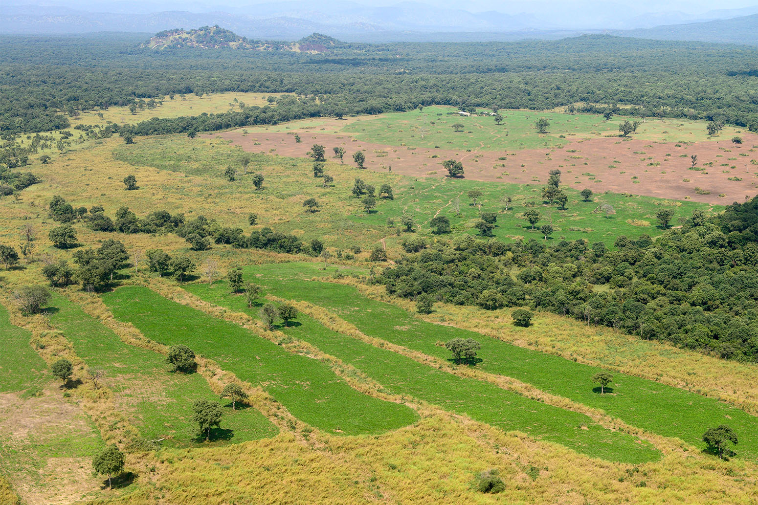 Double stress of waterlogging and drought drives forest–savanna