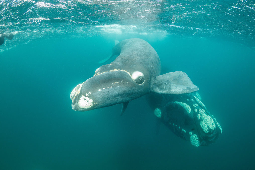 Southern right whale and her calf, Valdes Peninsula, Argentina. Credit: Wildestanimal / Alamy Stock Photo. PT4BH6