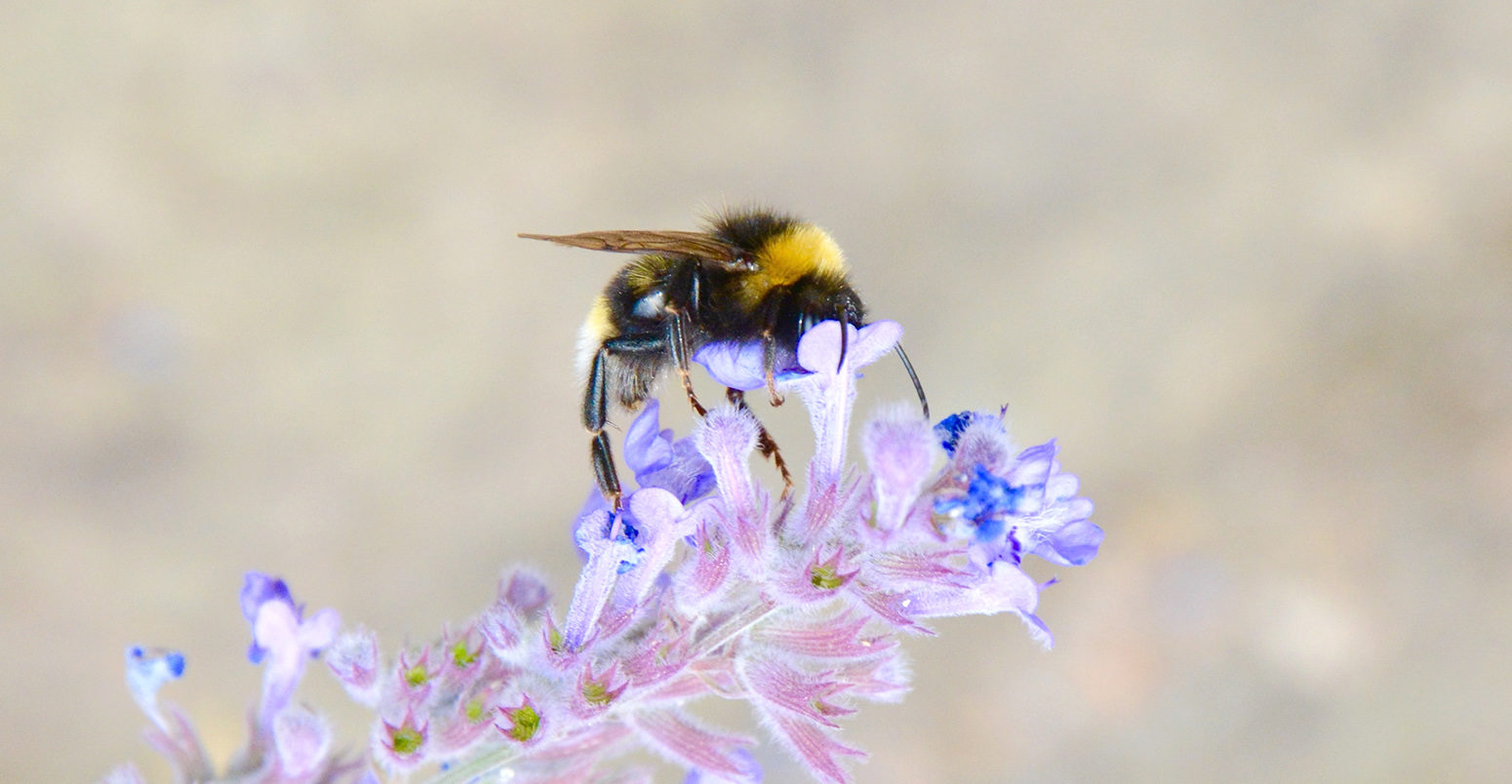 Climate Change Linked to Drop in Bumble Bee Numbers: Study