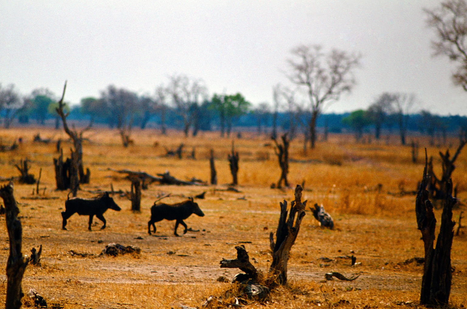 Climate change ‘already’ raising risk of virus spread between mammals