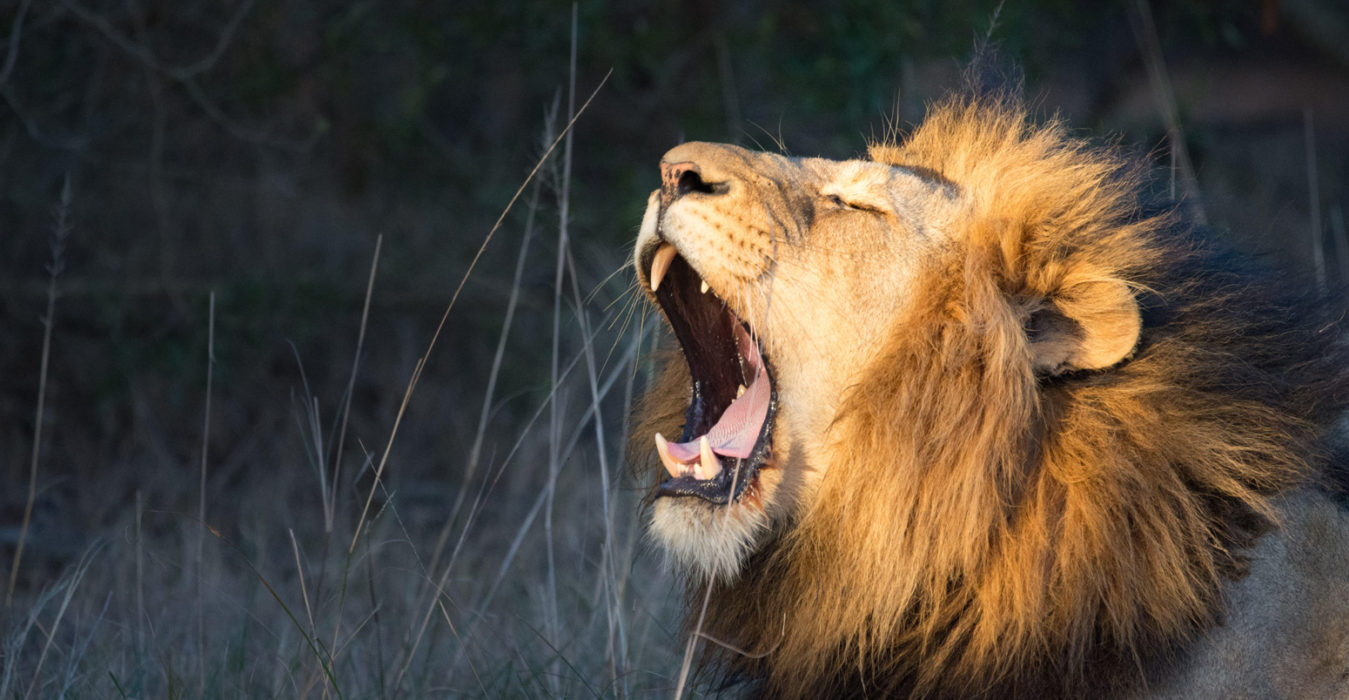 Lions could prevent their prey from adapting to increasing heat, study says