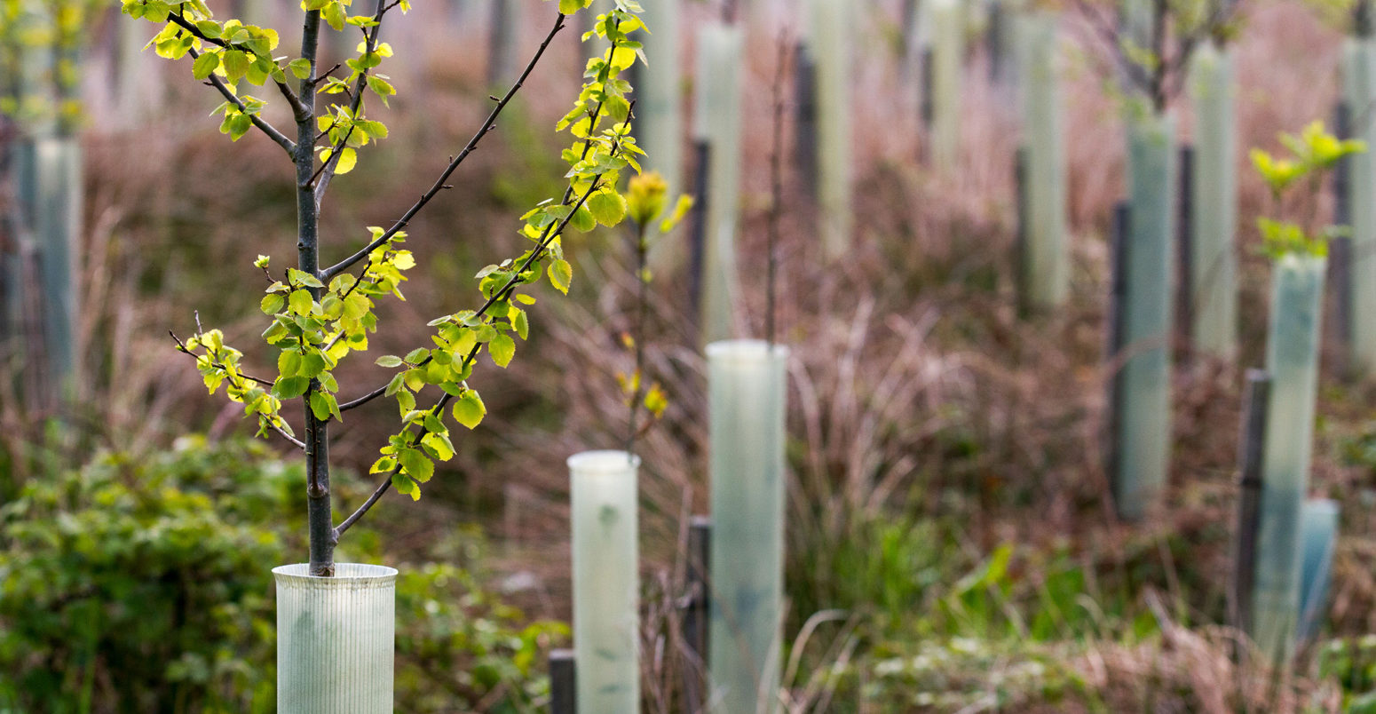 Spring leaf growth on young Birch trees growing in forestry plantation North Yorkshire Moors.